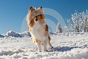 Sheltie in winter landscape and with blue sky.