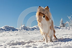 Sheltie in winter landscape and with blue sky.