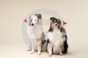 Shelties in Santa hats bring festive joy, studio shot. These charming dogs are ready for Christmas celebrations