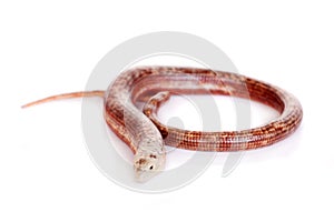 Sheltopusik or European Legless Lizard on white