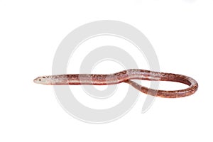 Sheltopusik or European Legless Lizard on white photo