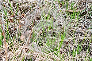 Sheltopusik legless lizard or Pseudopus apodus