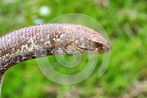 Sheltopusik legless lizard or Pseudopus apodus