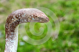 Sheltopusik legless lizard or Pseudopus apodus