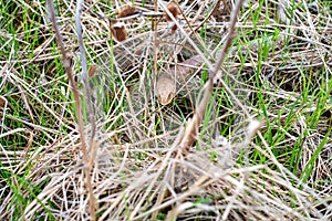 Sheltopusik legless lizard or Pseudopus apodus