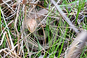 Sheltopusik legless lizard or Pseudopus apodus