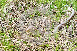 Sheltopusik legless lizard or Pseudopus apodus photo