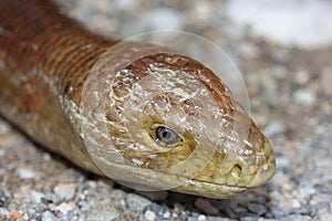The sheltopusik, Pallas\' glass lizard, European legless lizard (Pseudopus apodus) head detail in a natural habitat