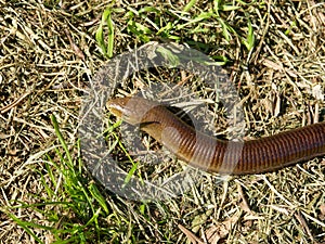 sheltopusik, Pseudopus apodus, european limbless lizard