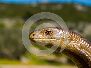 sheltopusik, Pseudopus apodus, european limbless lizard