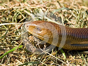 sheltopusik, Pseudopus apodus, european limbless lizard