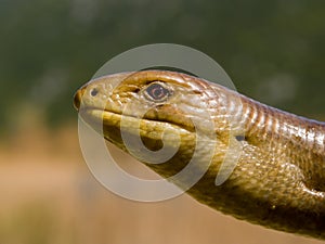 sheltopusik, Pseudopus apodus, european limbless lizard