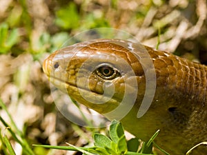 sheltopusik, Pseudopus apodus, european limbless lizard