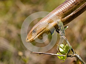 sheltopusik, Pseudopus apodus, european limbless lizard