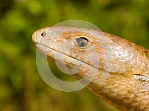 sheltopusik, Pseudopus apodus, european limbless lizard