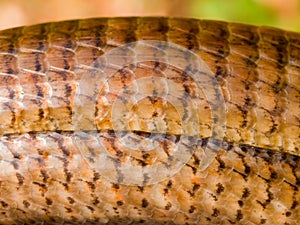 sheltopusik, Pseudopus apodus, european limbless lizard