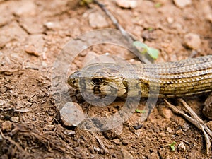 sheltopusik, Pseudopus apodus, european limbless lizard