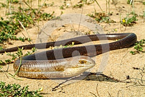 sheltopusik, Pseudopus apodus, european limbless lizard photo