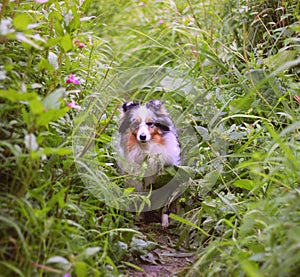 Shelty dog in grass photo