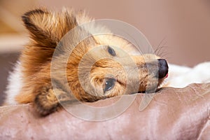 Shelty dog lies on bed photo