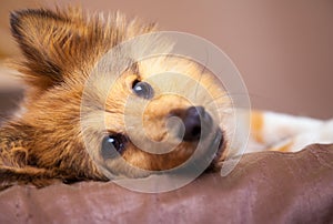 Shelty dog lies on bed photo