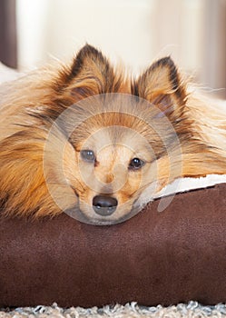 Shelty dog lies in dog basket photo