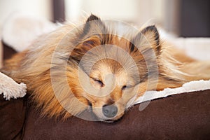Shelty dog sleeps in dog basket