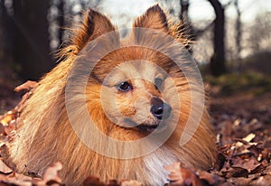 Shelty lies in brown foliage