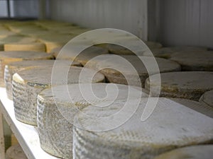 Shelves with aged cheeses. Cheese row