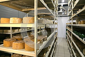 Shelves with aged cheeses. Cheese row