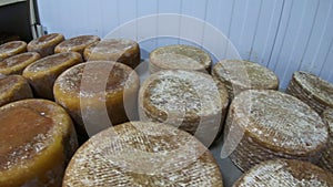 Shelves with aged cheeses. Cheese row