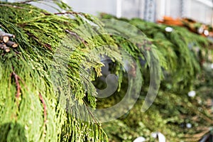 Shelves filled with Christmas greenery