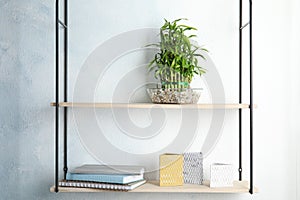 Shelves with green lucky bamboo in glass bowl