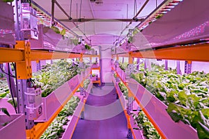 Shelves with lettuce in aquaponics system combining fish aquaculture with hydroponics, cultivating plants in water
