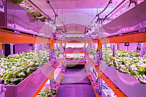 Shelves with lettuce in aquaponics system combining fish aquaculture with hydroponics, cultivating plants in water