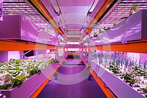 Shelves with lettuce in aquaponics system combining fish aquaculture with hydroponics, cultivating plants in water