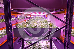 Shelves with lettuce in aquaponics system combining fish aquaculture with hydroponics, cultivating plants in water