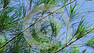 Sheoaks Casuarinaceae, Allocasuarina with natural background. Allocasuarina is a genus of trees in the flowering plant family Ca