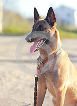 Shepard dog looking outdoors