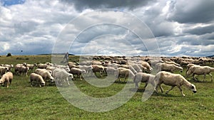 Shepard herding sheep in the vast field on a sunny summer day