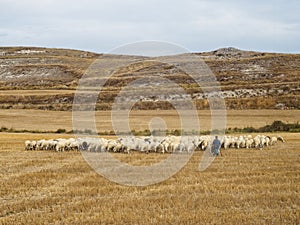 Shepard with his flock - Rabe de las Calzadas photo