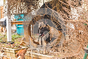 Shepard Puppy and Dachsund Playing Outside