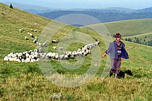 Sheperd and sheep herd