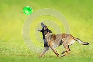 Shephard dog run