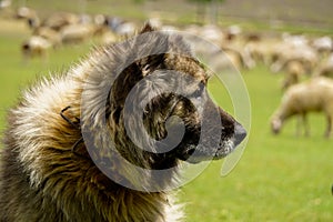 Shephard dog watching the herd on green field close up view
