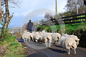 Shepherd With Flock. photo