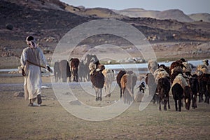 Shepherd from Asian Egypt, with his flock in the Sudan desert
