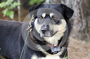 Shepherd Aussie Kelpie mixed breed dog outside on red leash with shock collar