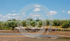 Giriama shepherd wih cows at Galana river bank