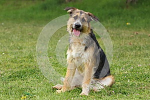 Shepherd breed dog sitting tilts his head listening with a caring and cheerful look